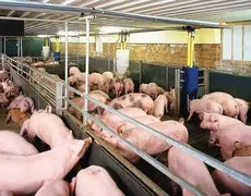TP.HCM: Thí điểm nuôi lợn sạch bằng Smartphone